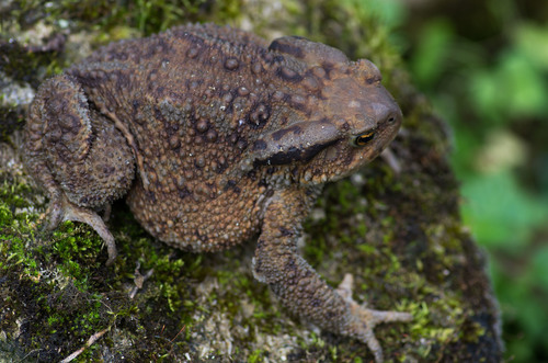 Caucasian Toad