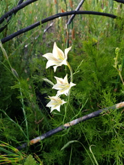 Gladiolus longicollis