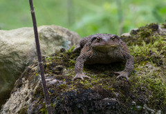 Bufo verrucosissimus