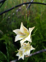 Gladiolus longicollis