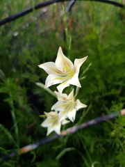 Gladiolus longicollis