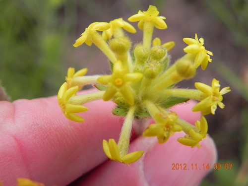 Image of Lasiosiphon kraussianus by no rights reserved