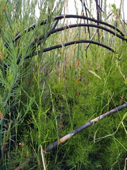 Gladiolus longicollis