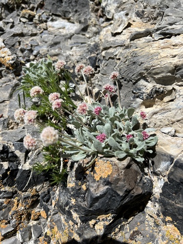 Imperfect Buckwheat (Eriogonum mancum)