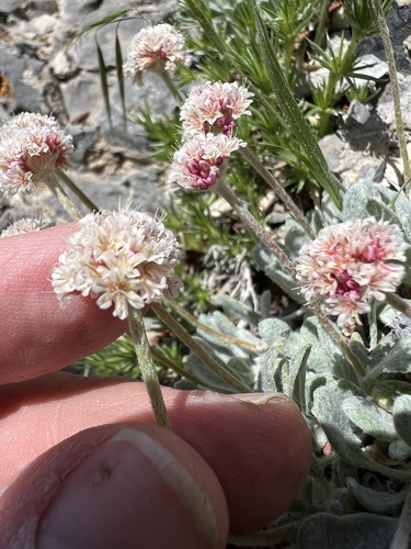 Image of Eriogonum mancum by no rights reserved