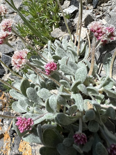 Image of Eriogonum mancum by no rights reserved