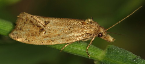 Two-spotted Aethes photo 3