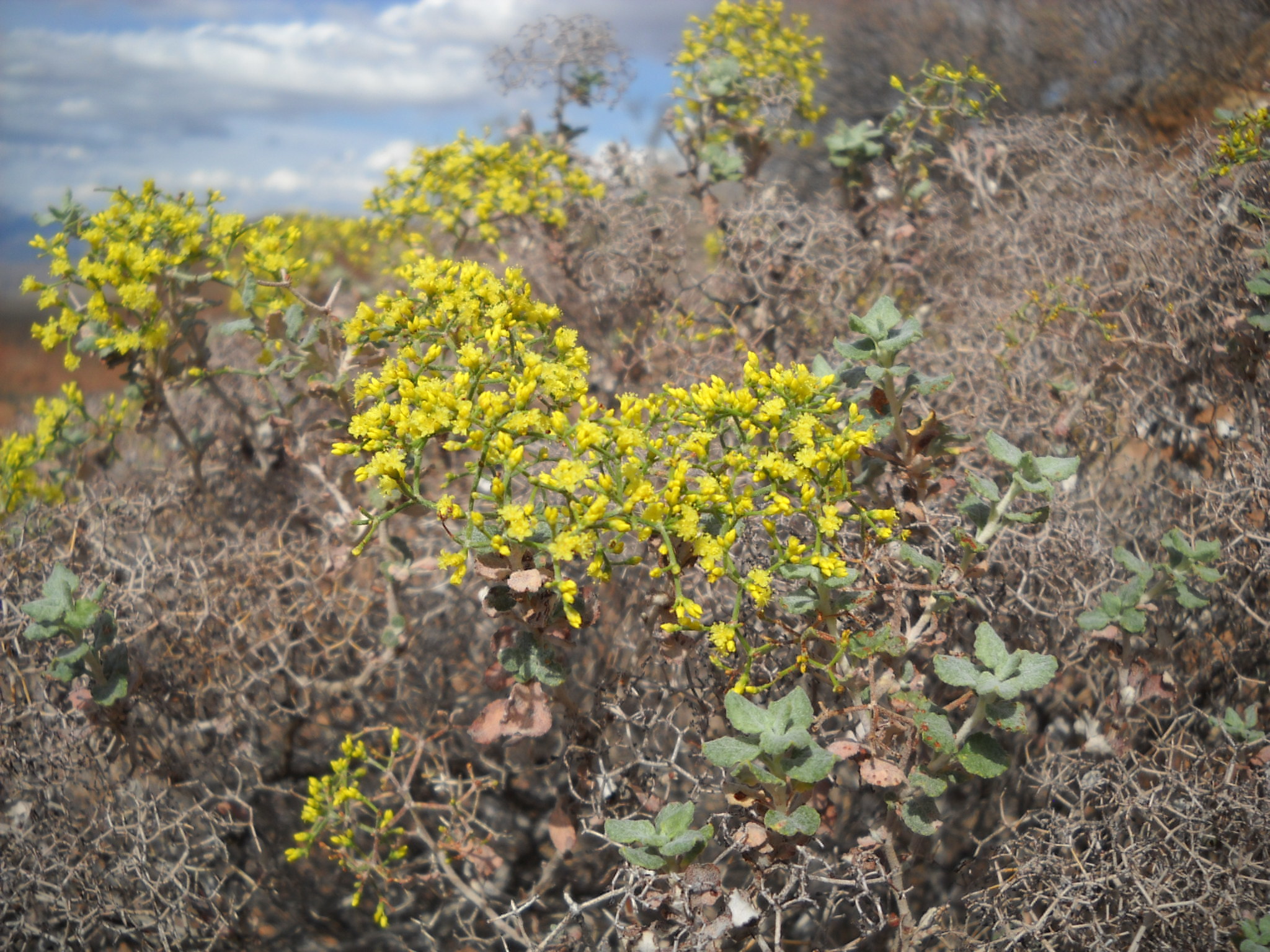 Eriogonum corymbosum var. glutinosum