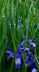 Iris ruthenica