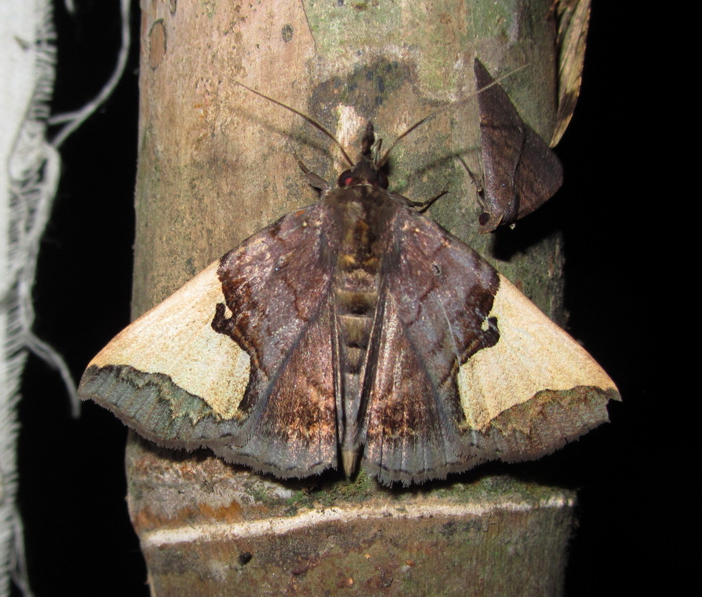 Ochrotrigona