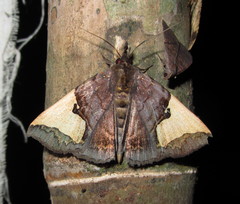 Ochrotrigona triangulifera