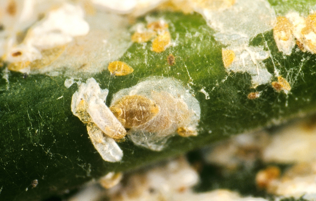 Cycad aulacaspis scale
