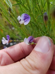 Psoralea forbesiae
