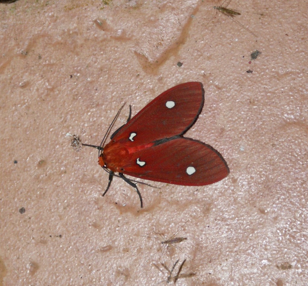 Hyperthaema sanguineata