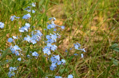 Myosotis imitata