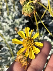 Encelia farinosa