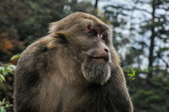 Macaca thibetana