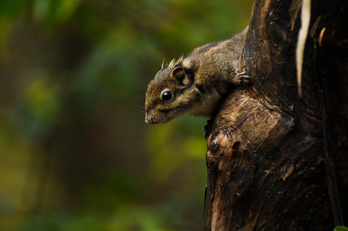 Swinhoe's Striped Squirrel
