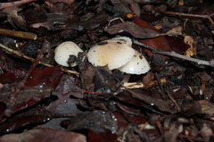 Marasmius albogriseus