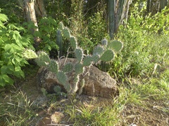 Opuntia caracassana