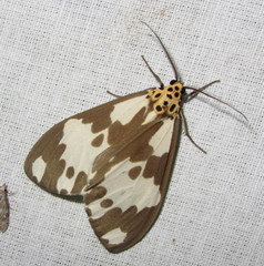 Nyctemera carissima