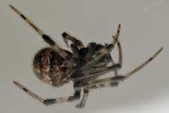 Parasteatoda tabulata
