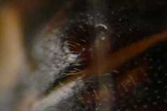 Parasteatoda tabulata