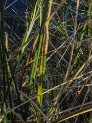 Eleocharis cellulosa