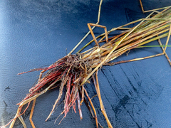 Eleocharis cellulosa