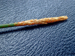 Eleocharis cellulosa