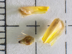 Eleocharis cellulosa