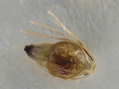 Eleocharis cellulosa