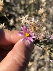 Corethrogyne filaginifolia