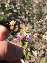 Corethrogyne filaginifolia