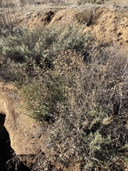 Corethrogyne filaginifolia