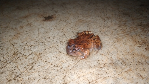 Blotched Burrowing Frog, Glyphoglossus guttulatus