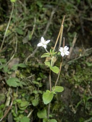 Epilobium rotundifolium