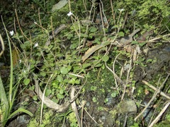 Epilobium rotundifolium