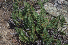 Paragymnopteris marantae