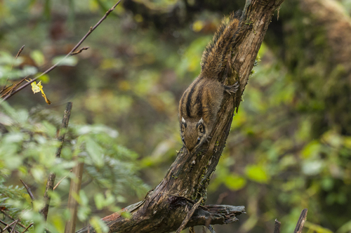 Swinhoe's Striped Squirrel