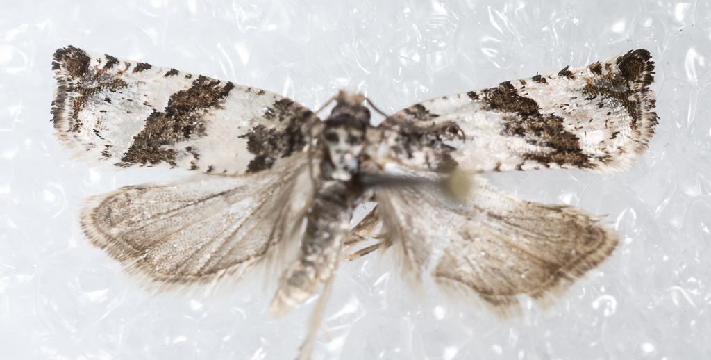 Willow-and-poplar Leafroller