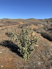 Malacothamnus fasciculatus