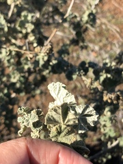 Malacothamnus fasciculatus