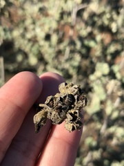 Malacothamnus fasciculatus