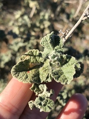 Malacothamnus fasciculatus