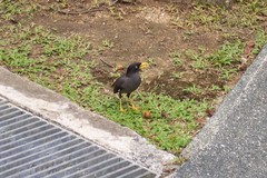 Acridotheres javanicus