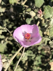 Malacothamnus fasciculatus