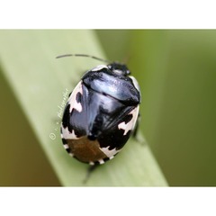 Tritomegas bicolor