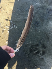 Pelecanus occidentalis