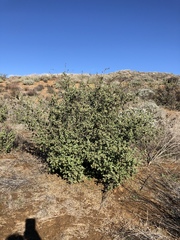 Malacothamnus fasciculatus